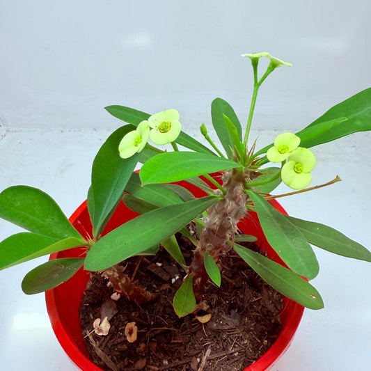 Euphorbia Milli #111 - 2 in one