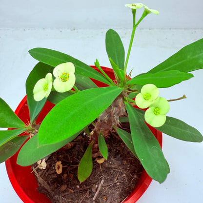 Euphorbia Milli #111 - 2 in one