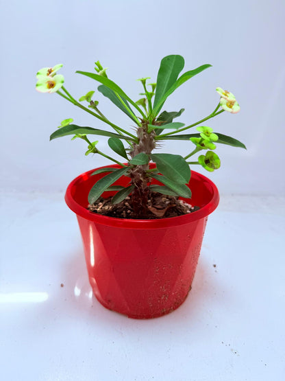Euphorbia Milli #113