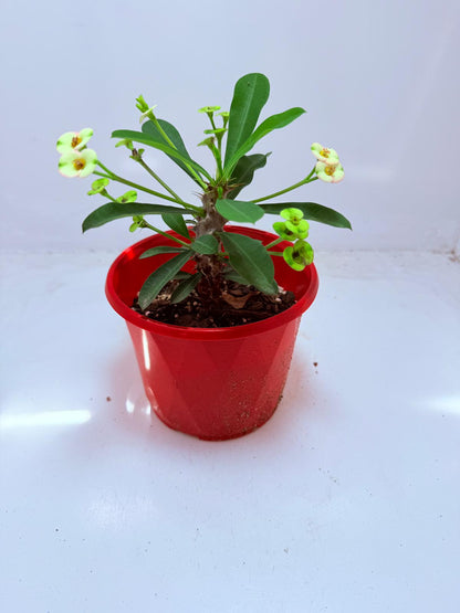 Euphorbia Milli #113