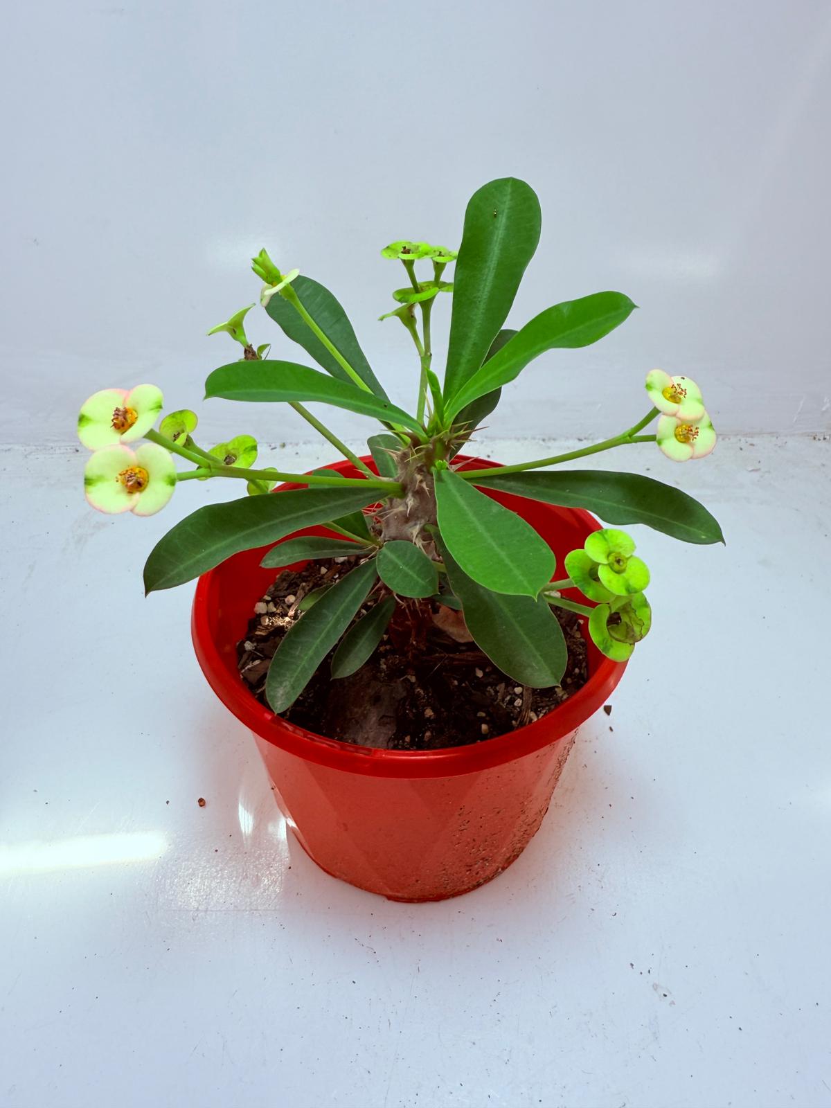 Euphorbia Milli #113