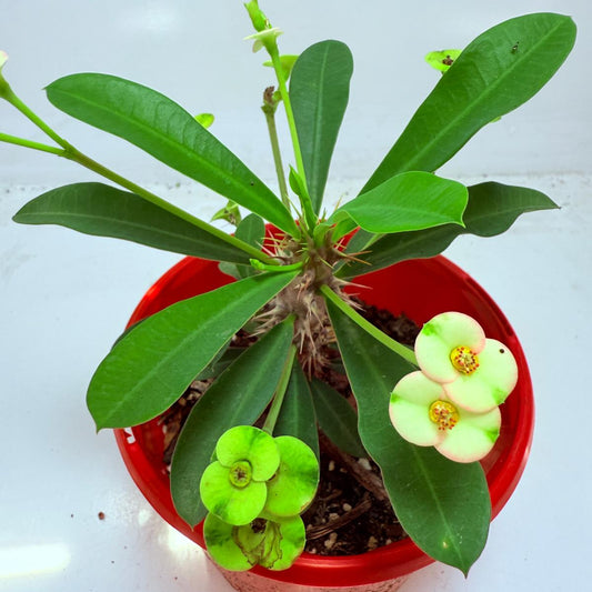 Euphorbia Milli #113