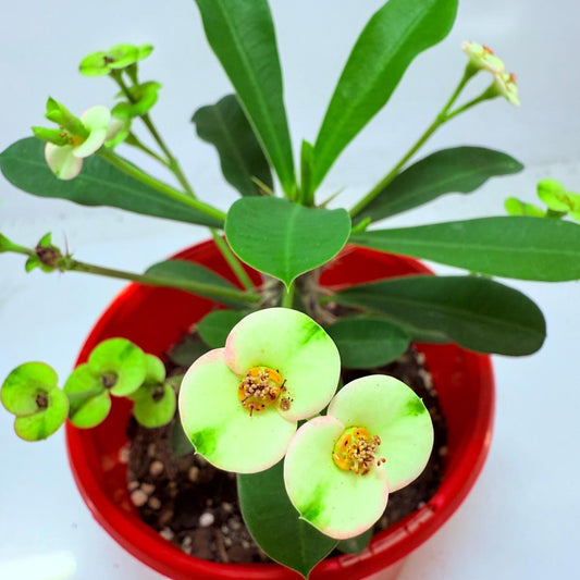 Euphorbia Milli #113