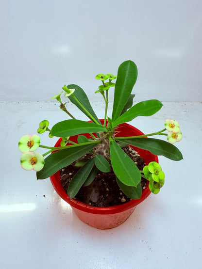 Euphorbia Milli #113