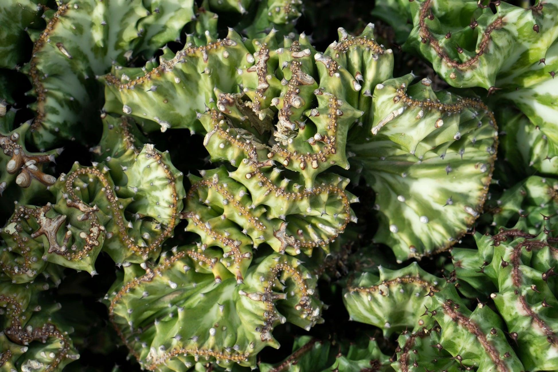 crested euphorbia succulent Buy Euphorbia Lactea Crested