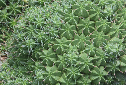 Euphorbia Pulvinata