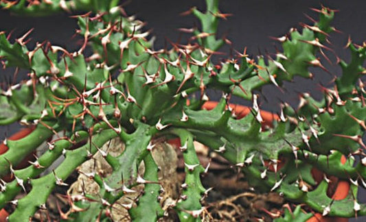 Euphorbia Squarrosa