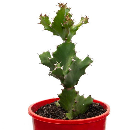 Euphorbia Tortilis