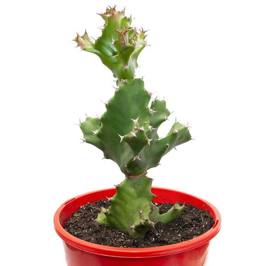 Euphorbia Tortilis