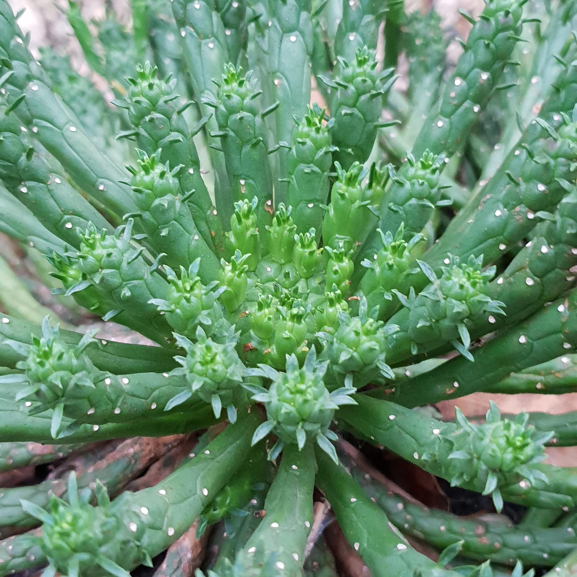 euphorbia medusa succulent Buy Euphorbia Caput-Medusae Medusa