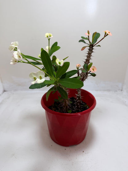 Euphorbia Milli 3 in one #202