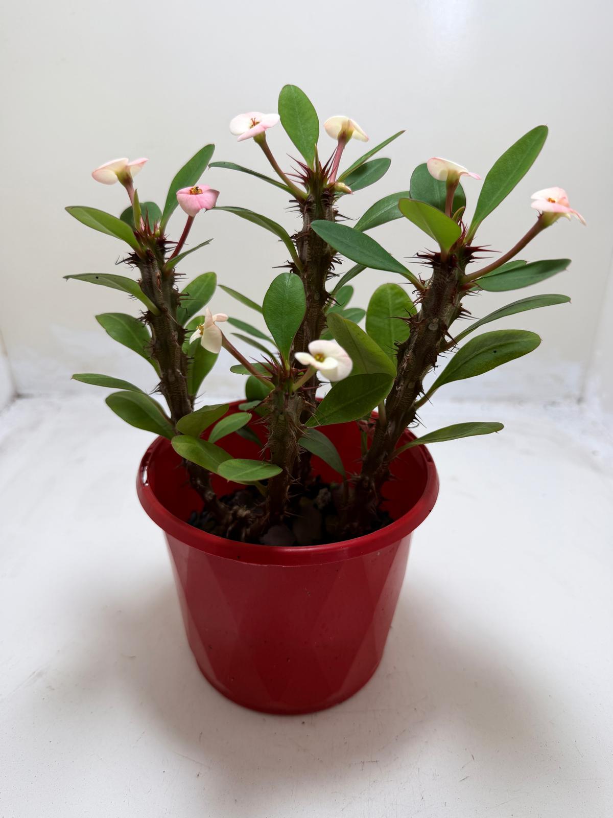 Euphorbia Milli Blush Three in one #206