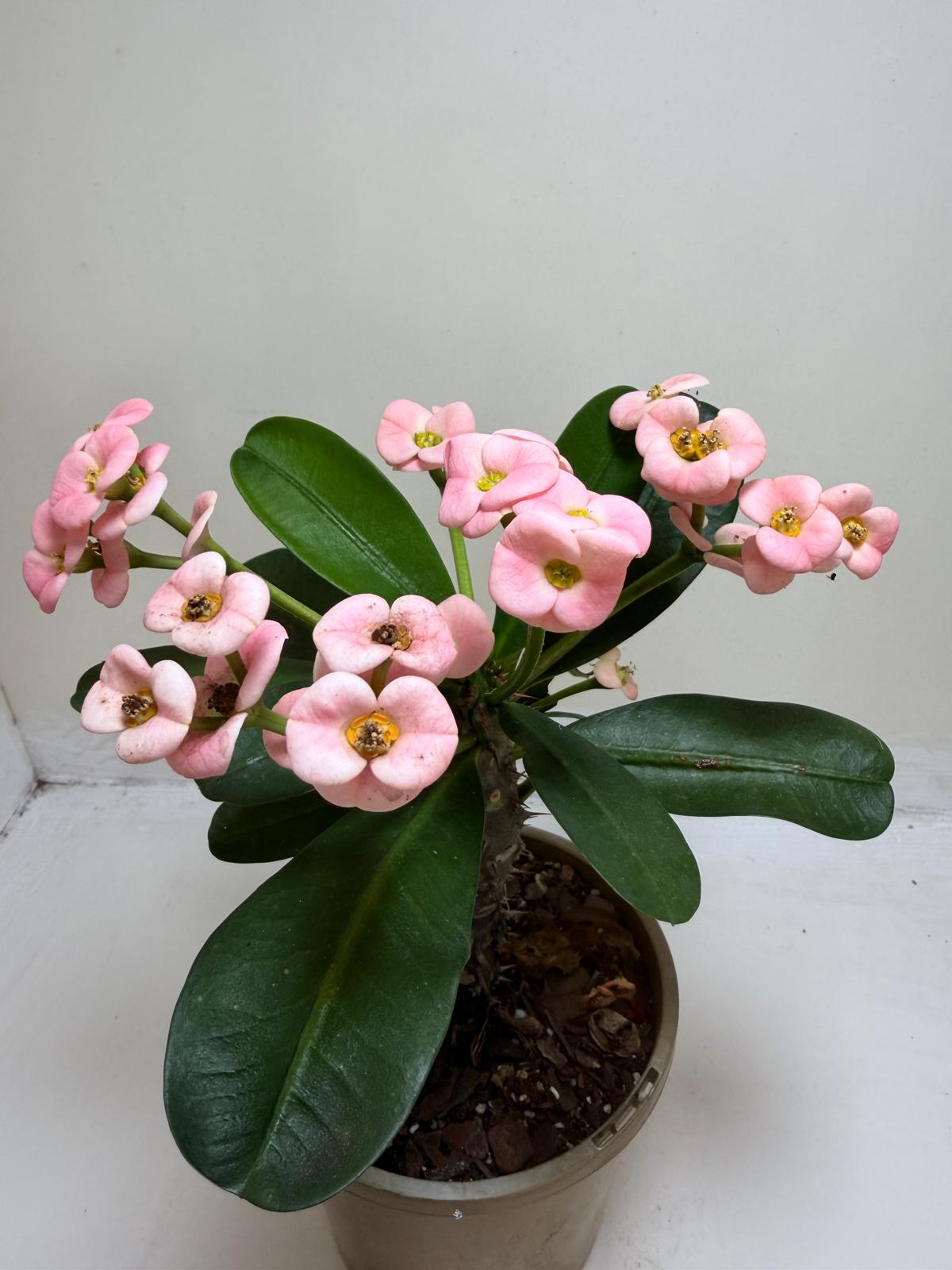Euphorbia Milli Pink #225