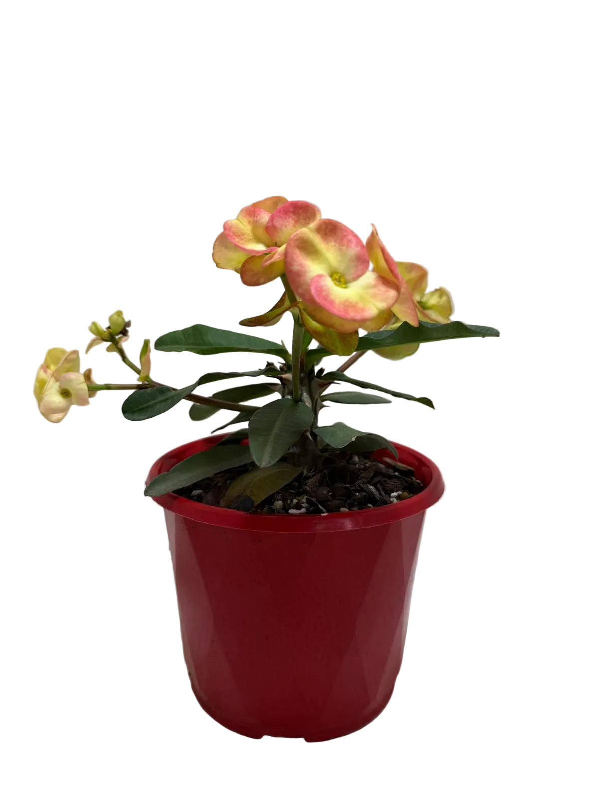Euphorbia Milli  #229