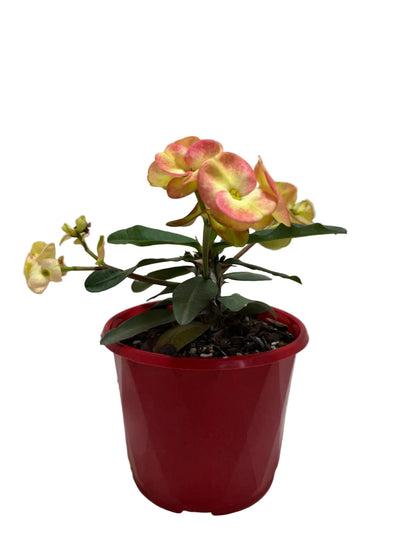 Euphorbia Milli  #229