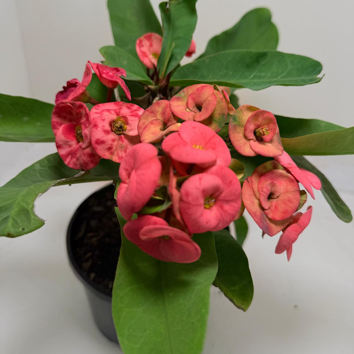 Euphorbia ‘Little Millie’ Red