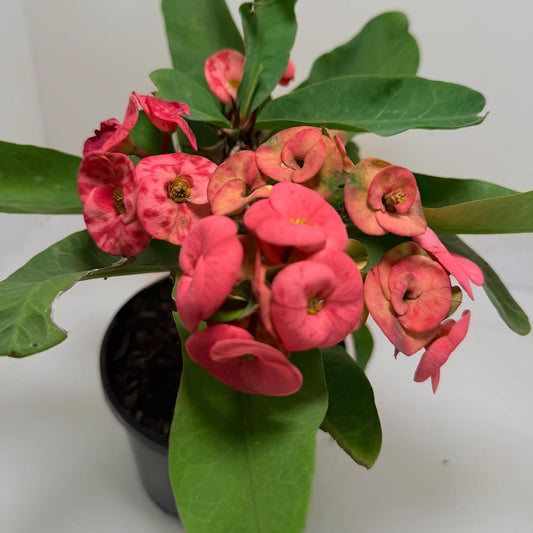 Euphorbia ‘Little Millie’ Red