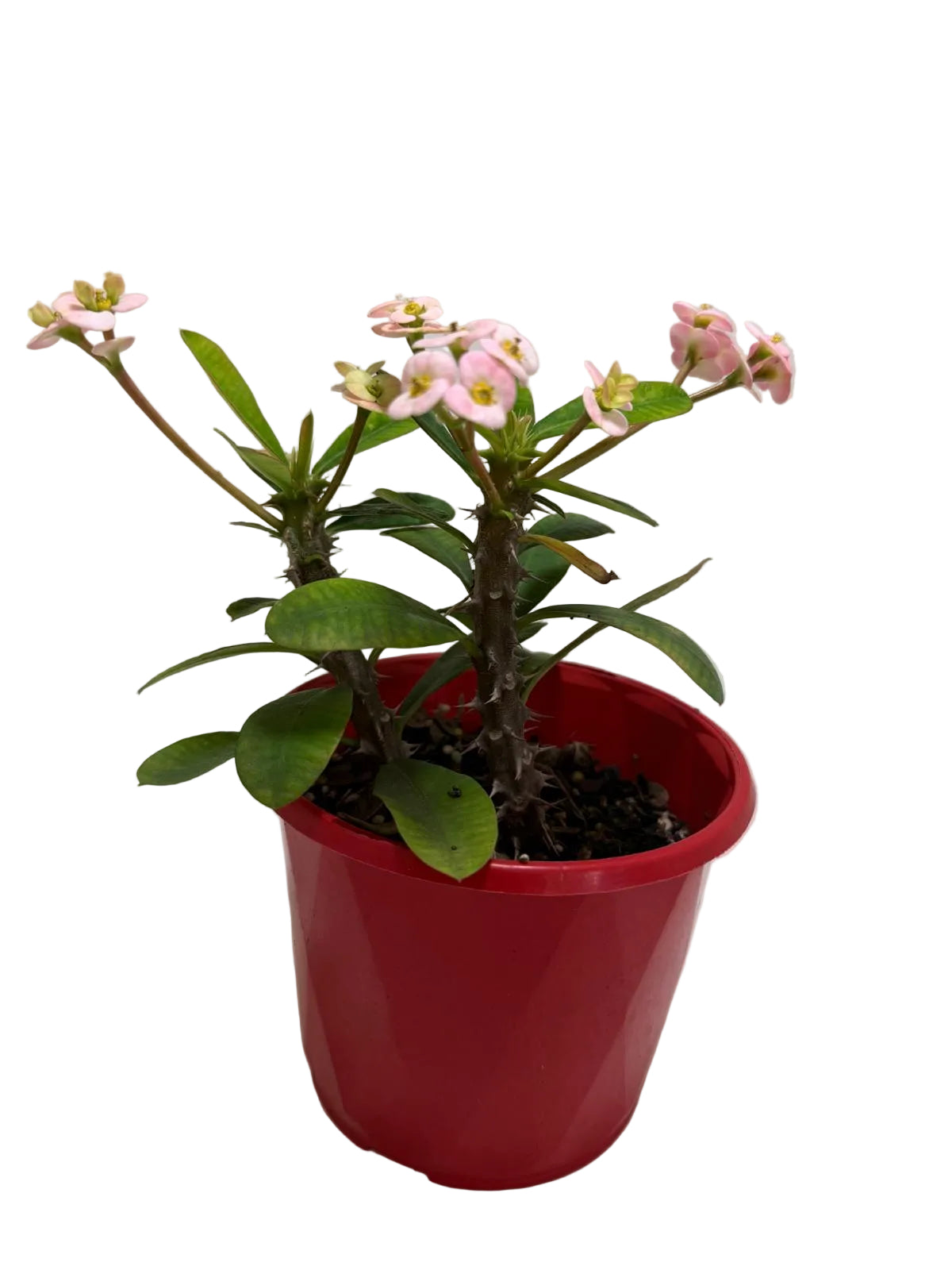 Euphorbia Milli Light Pink two in one #223