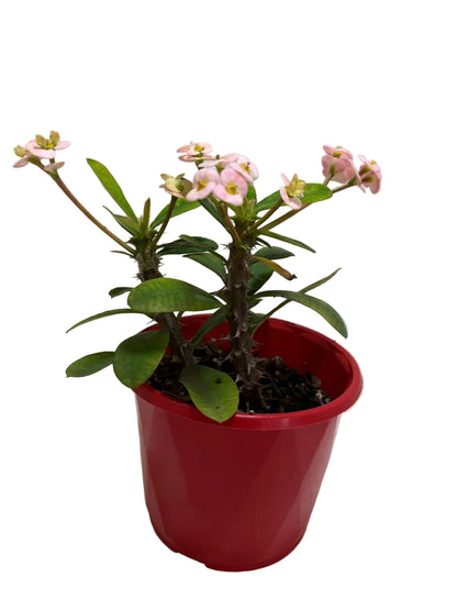 Euphorbia Milli Light Pink two in one #223