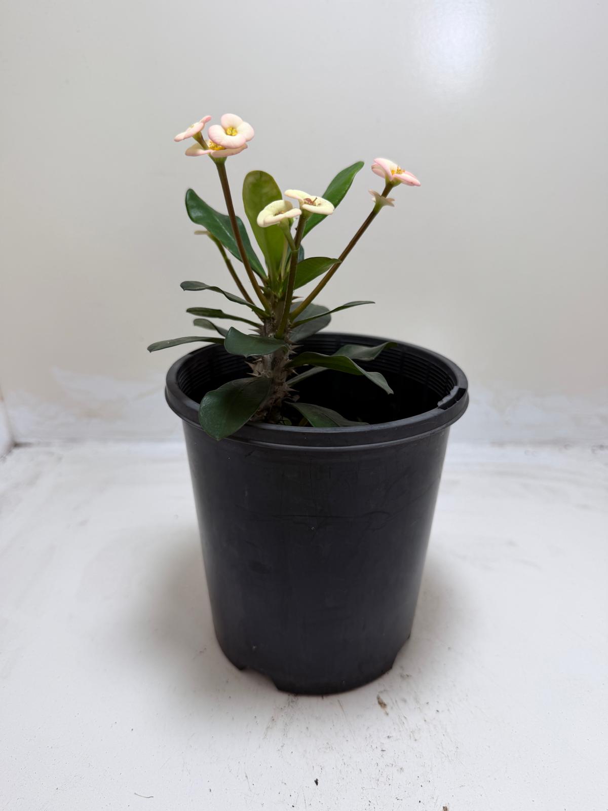 Euphorbia Milli White #205