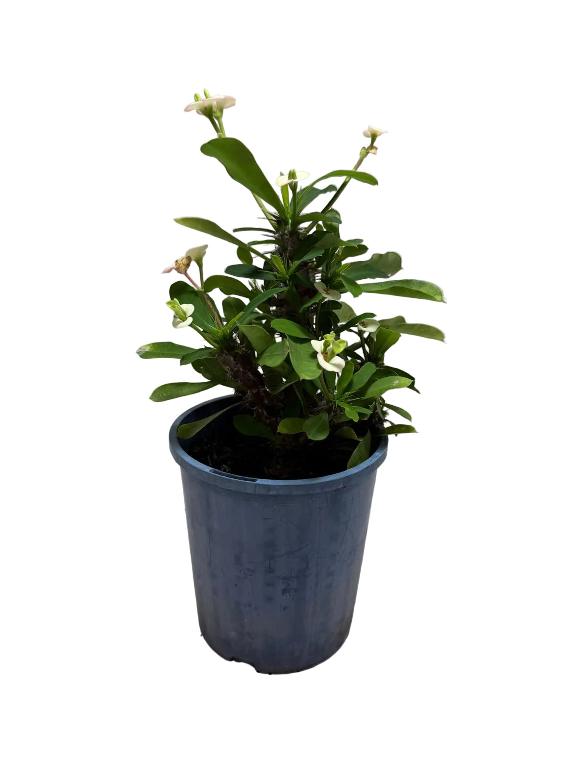Euphorbia Milli Blush #216