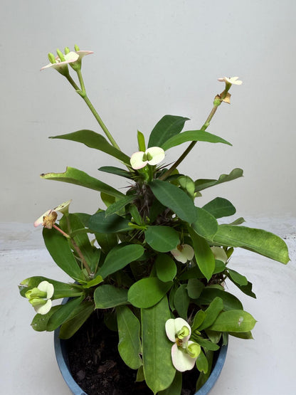 Euphorbia Milli Blush #216