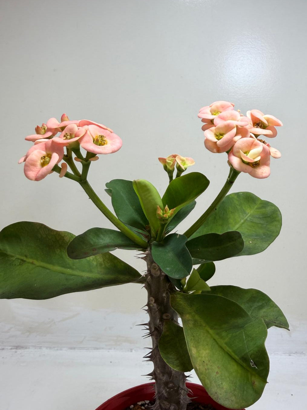 Euphorbia Milli Coral #224