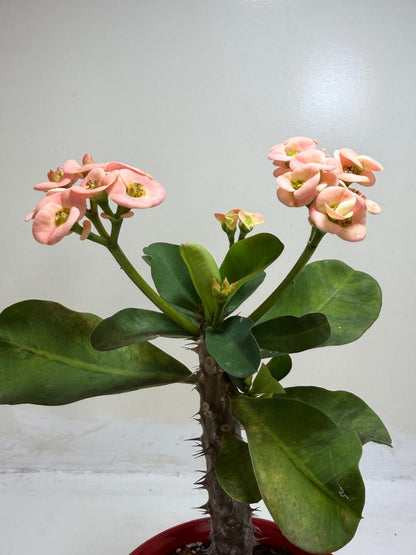 Euphorbia Milli Coral #224