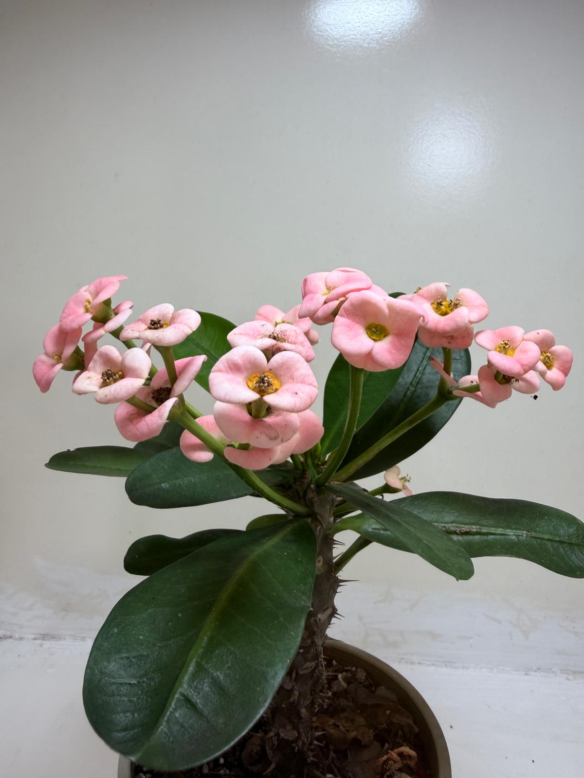 Euphorbia Milli Pink #225