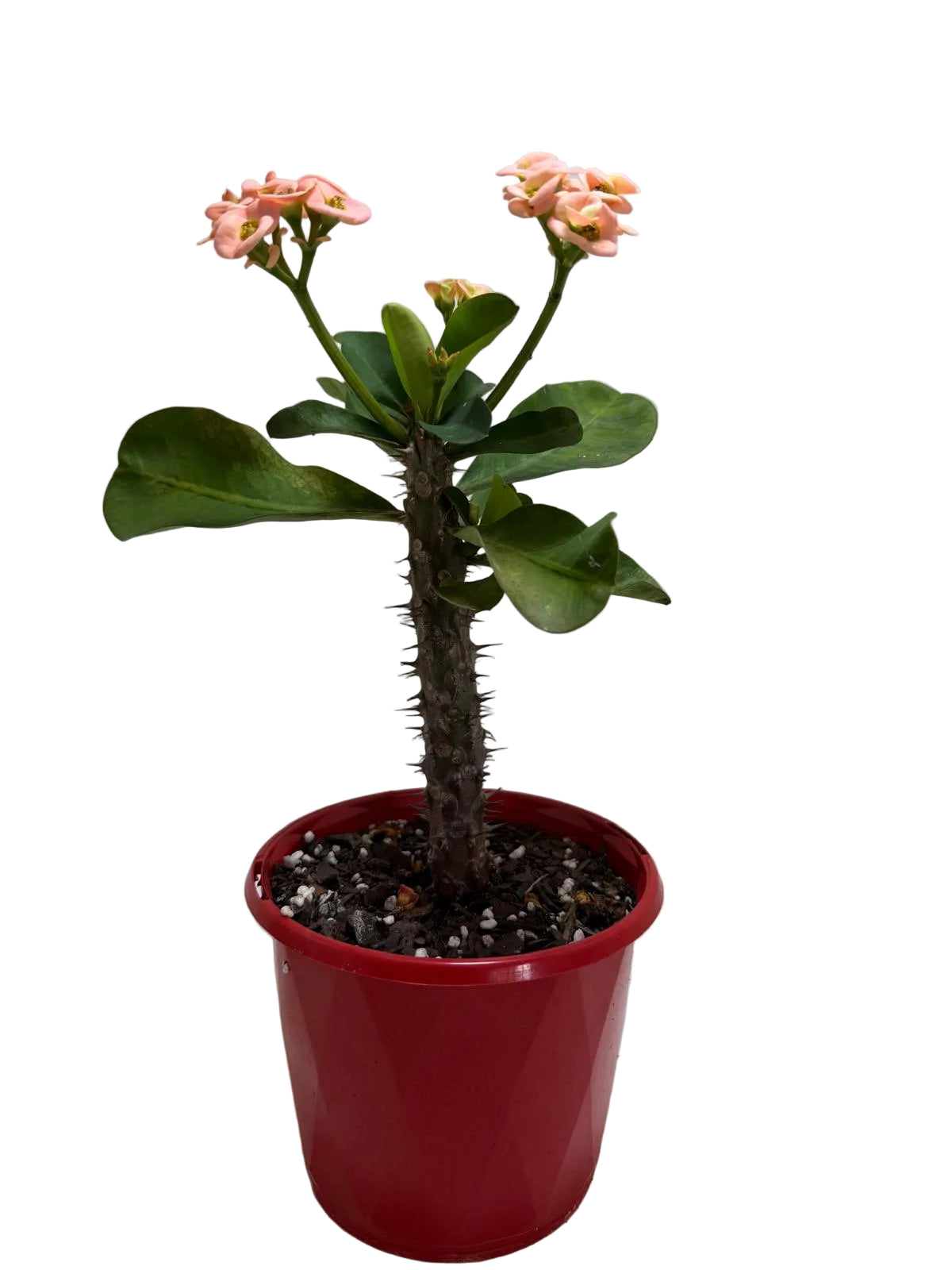 Euphorbia Milli Coral #224