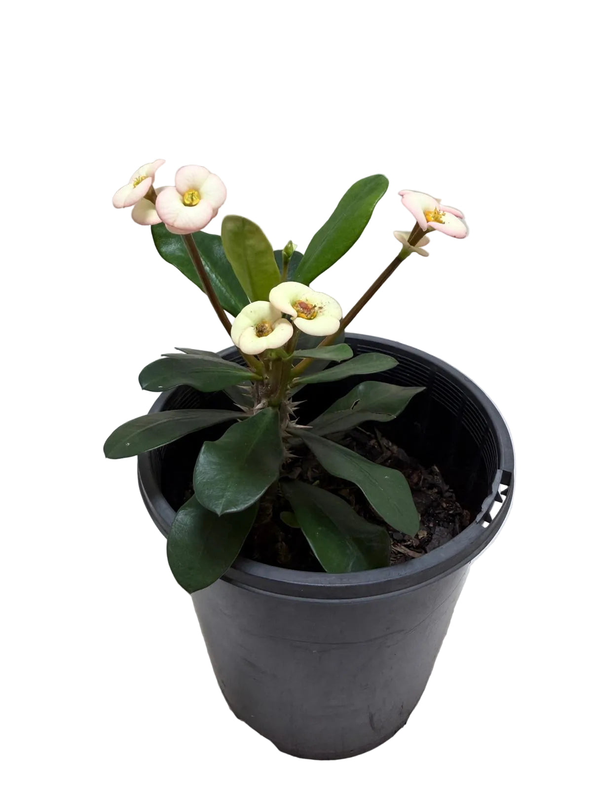 Euphorbia Milli White #205