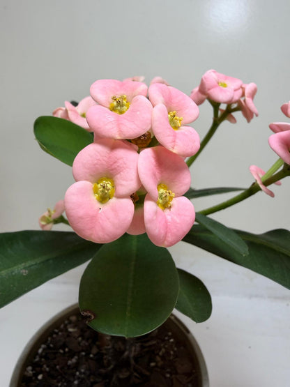 Euphorbia Milli Pink #225