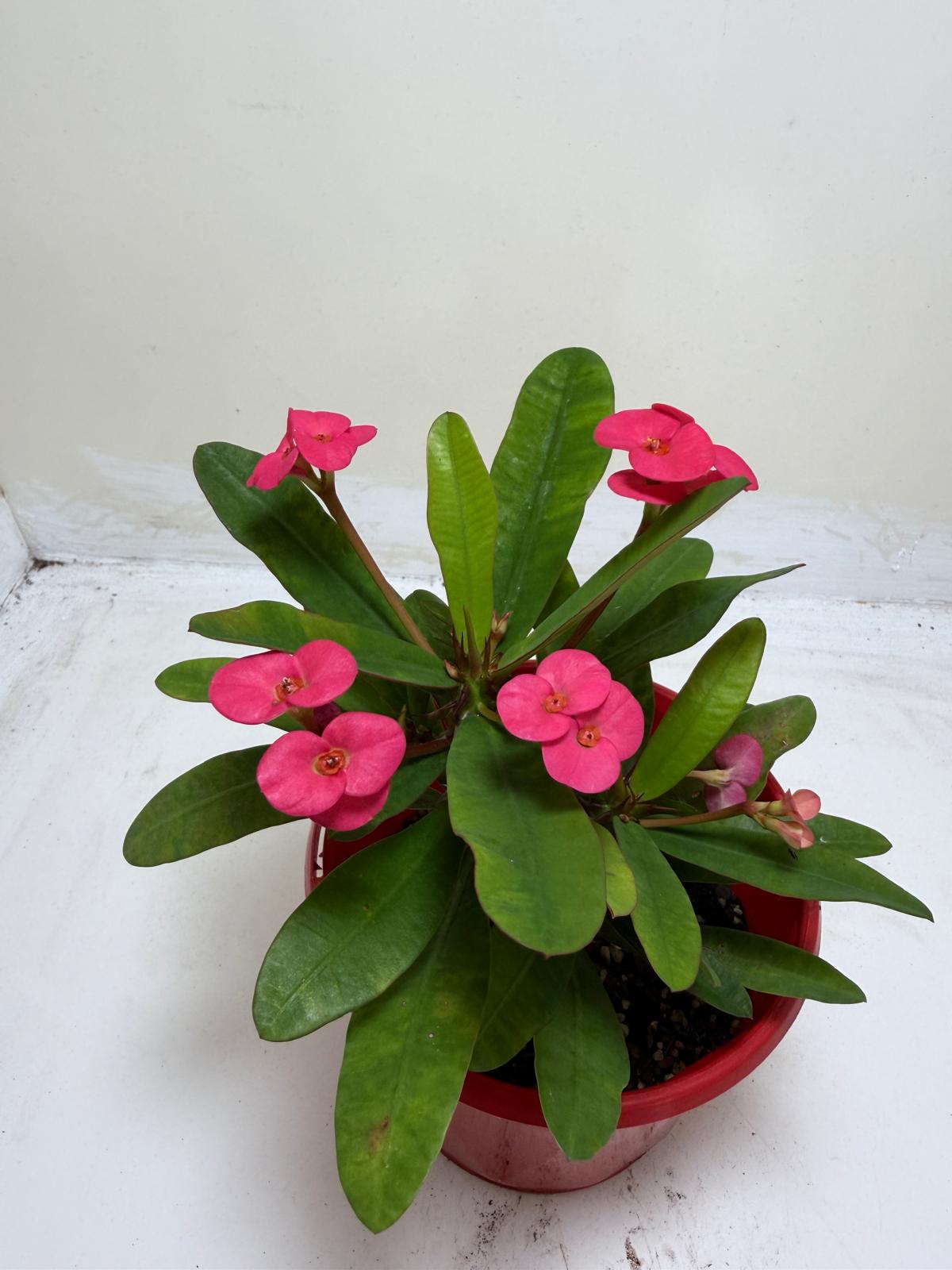 Euphorbia Milli Pink 3 in one #204