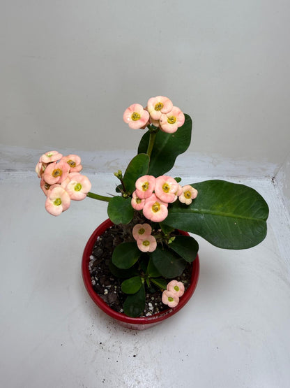 Euphorbia Milli Pink #226