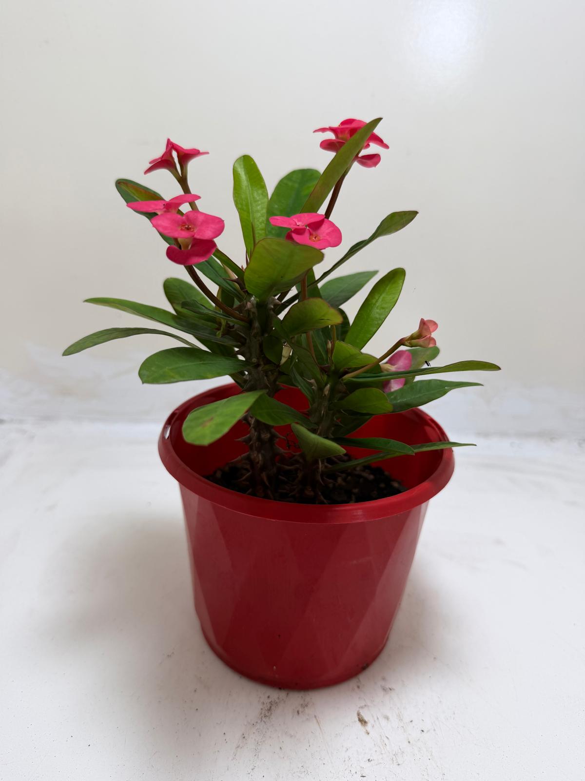 Euphorbia Milli Pink 3 in one #204