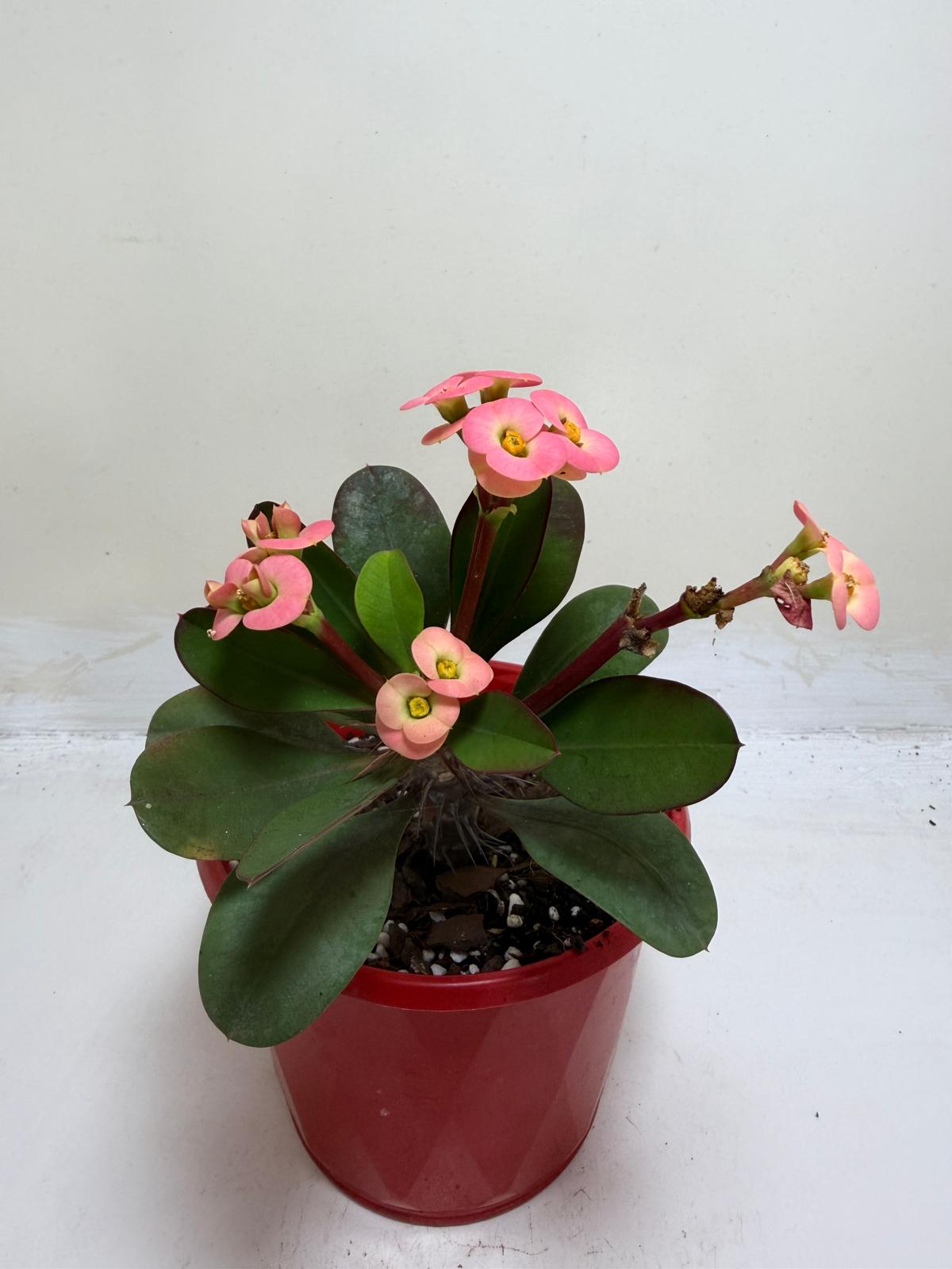 Euphorbia Milli Pink #227