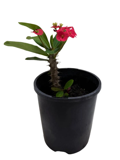 Euphorbia Milli Pink #217