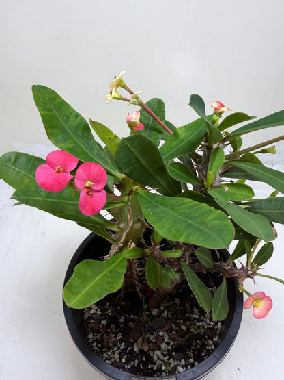 Euphorbia Milli Pink 2 in one #212