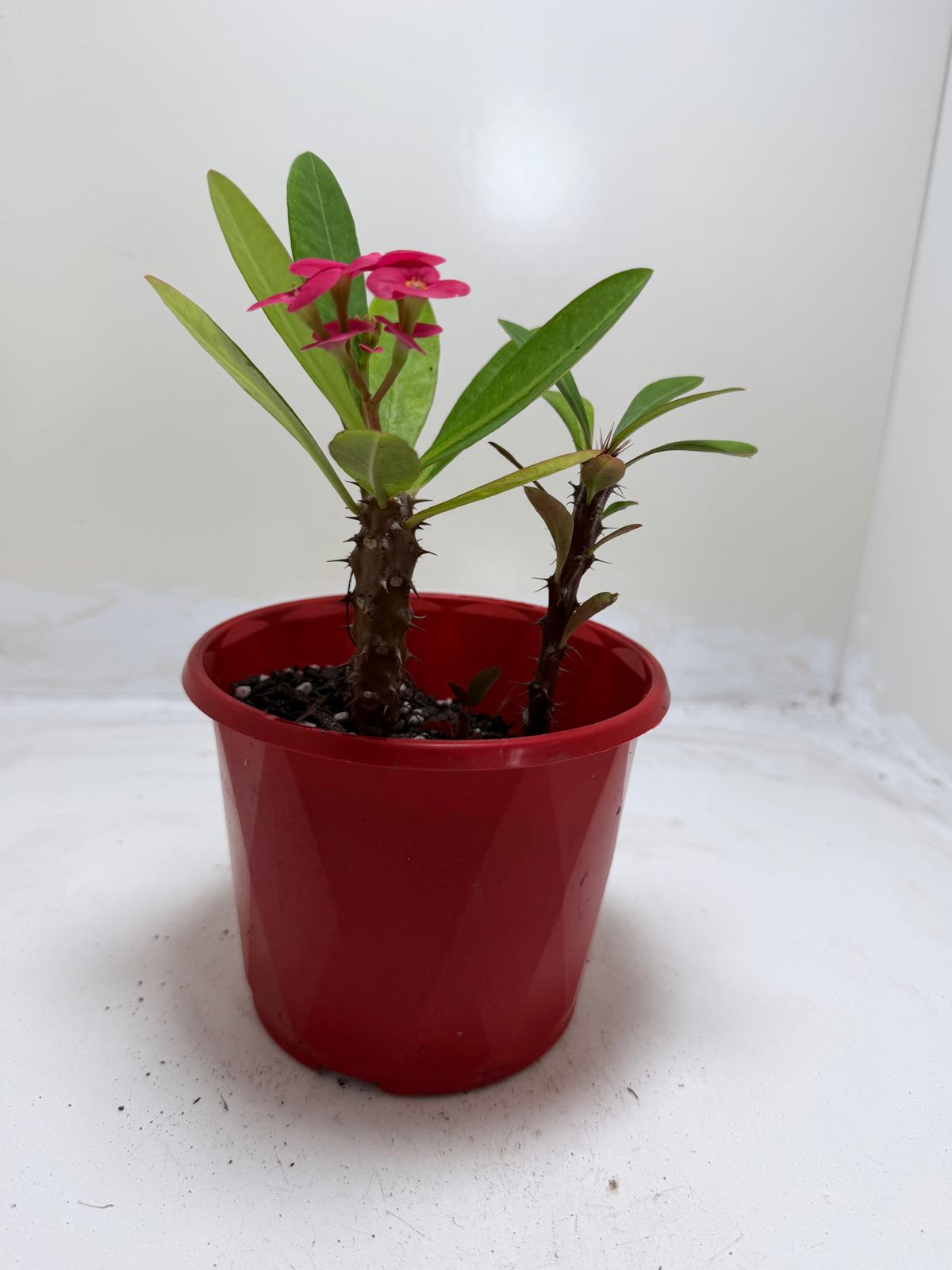 Euphorbia Milli Pink two in one #218