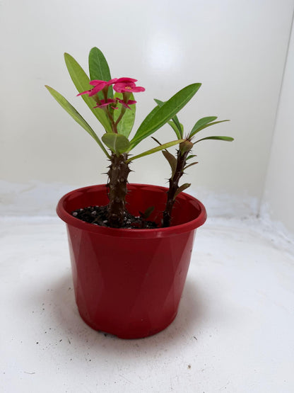 Euphorbia Milli Pink two in one #218