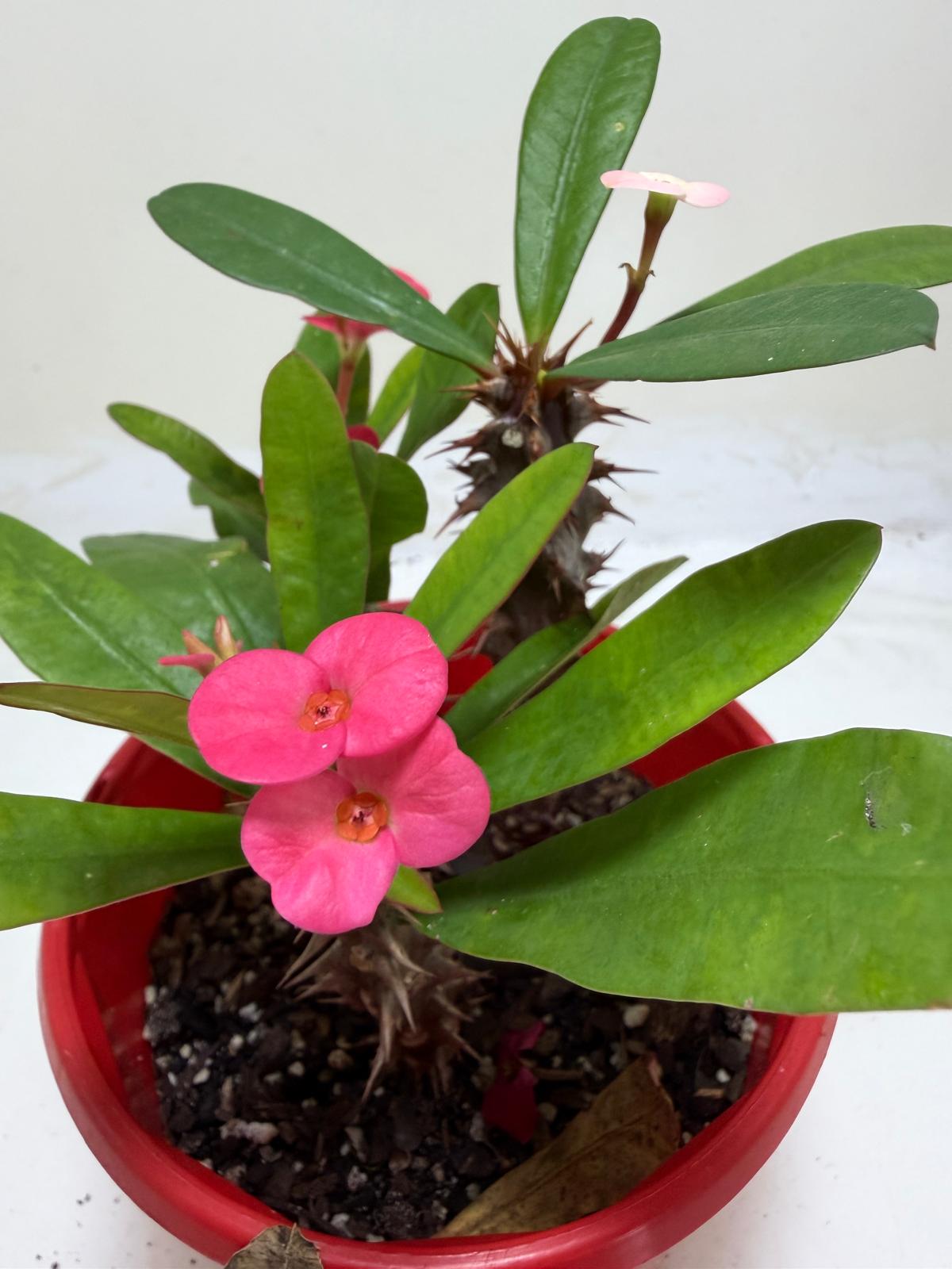 Euphorbia Milli Pink three in one #221