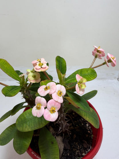 Euphorbia Milli Light Pink two in one #223