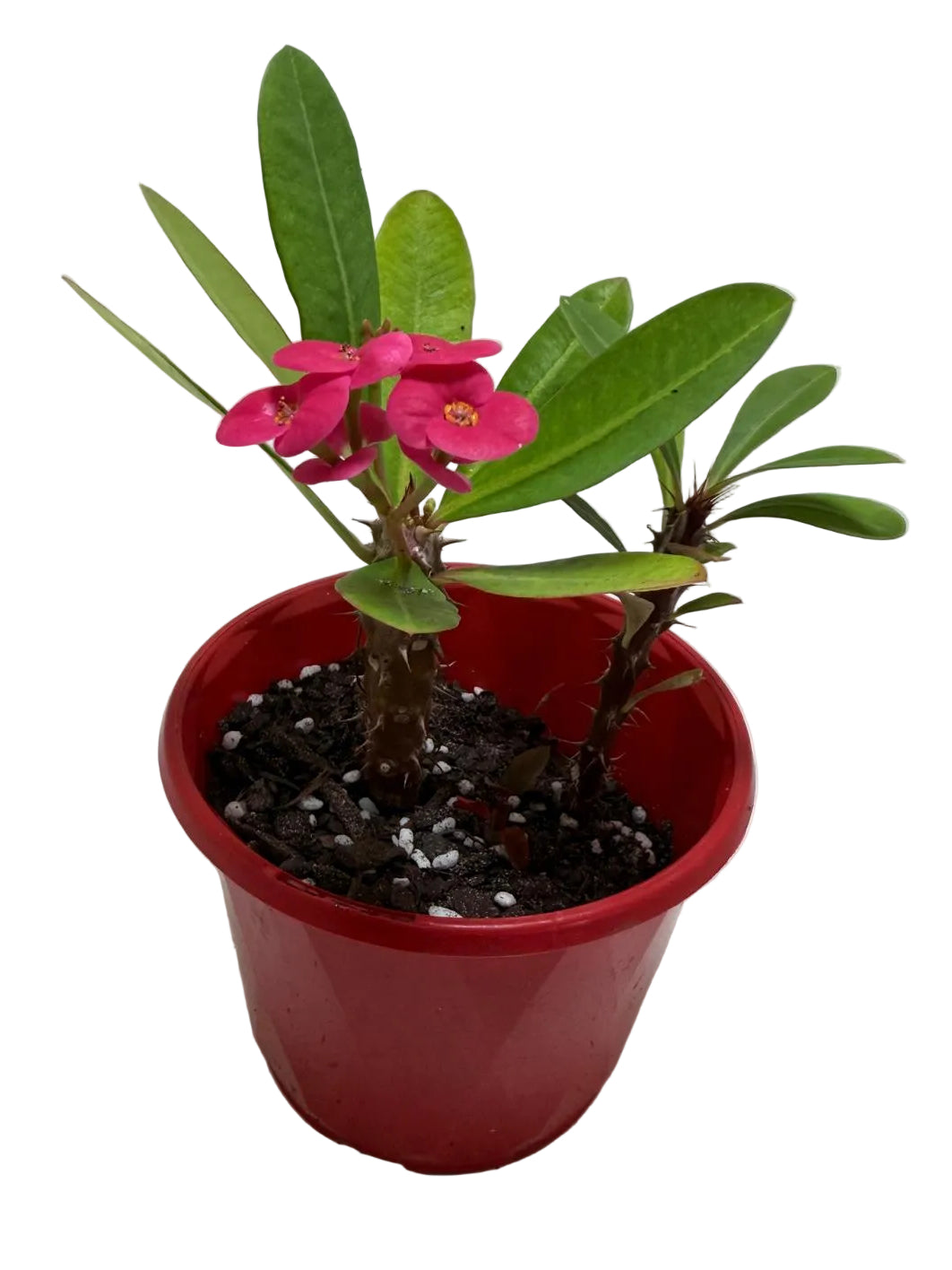 Euphorbia Milli Pink two in one #218