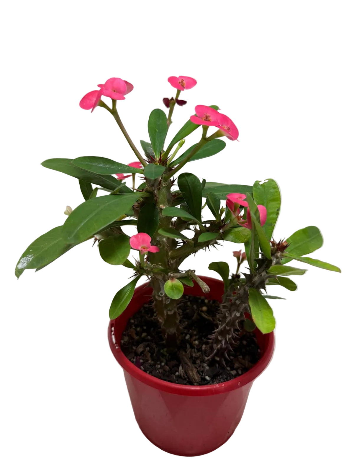 Euphorbia Milli Pink two in one #219