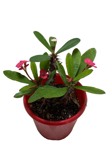Euphorbia Milli Pink three in one #221