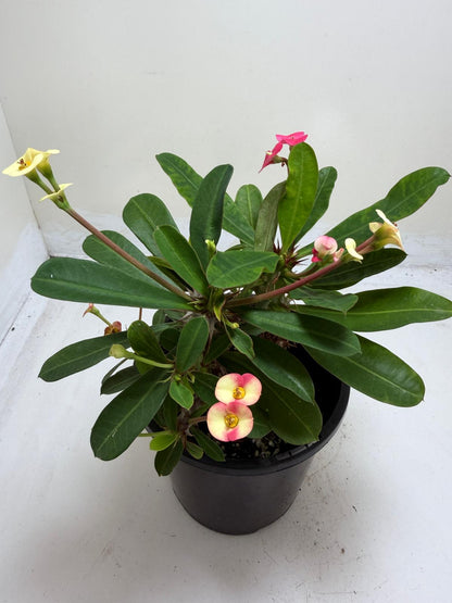 Euphorbia Milli Pink 2 in one #212