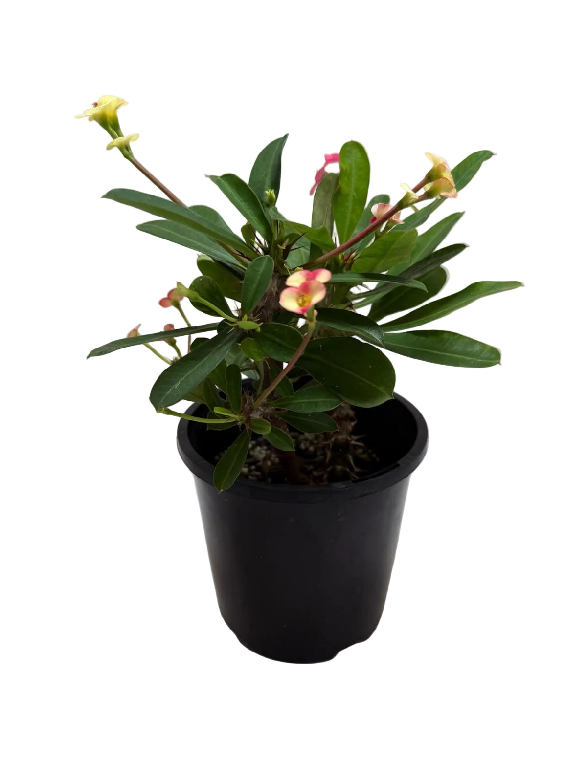 Euphorbia Milli Pink 2 in one #212
