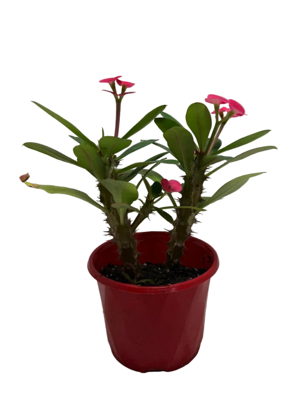 Euphorbia Milli Pink two in one #220