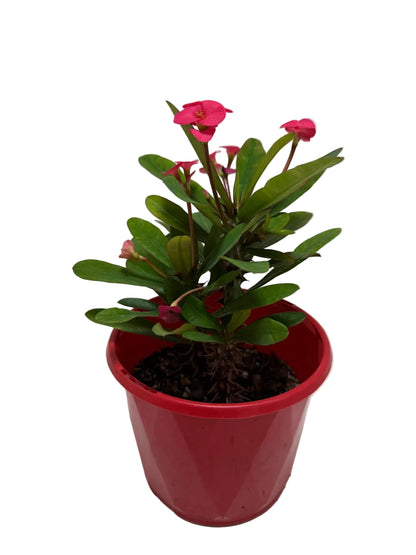 Euphorbia Milli Pink 3 in one #204