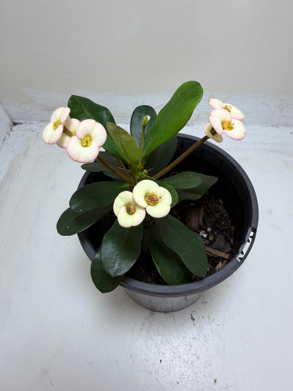 Euphorbia Milli White #205